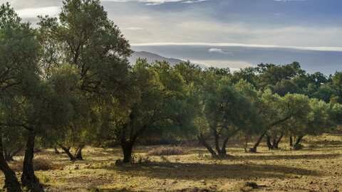 Έ&lambda;&lambda;&epsilon;&iota;&psi;&eta; &epsilon;&rho;&gamma;&alpha;&tau;&iota;&kappa;ώ&nu; &chi;&epsilon;&rho;&iota;ώ&nu; &kappa;&alpha;&iota; &alpha;&nu;&omicron;&mu;&beta;&rho;ί&alpha; &alpha;&pi;&epsilon;&iota;&lambda;&omicron;ύ&nu; &tau;&eta;&nu; &epsilon;&lambda;&alpha;&iota;&omicron;&pi;&alpha;&rho;&alpha;&gamma;&omega;&gamma;ή &sigma;&tau;&eta;&nu; &Pi;&rho;έ&beta;&epsilon;&zeta;&alpha;