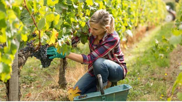 &Alpha;&sigma;&theta;έ&nu;&epsilon;&iota;&epsilon;&sigmaf; &ndash; &Epsilon;&chi;&theta;&rho;&omicron;ί &tau;&omicron;&upsilon; &Alpha;&mu;&pi;&epsilon;&lambda;&iota;&omicron;ύ