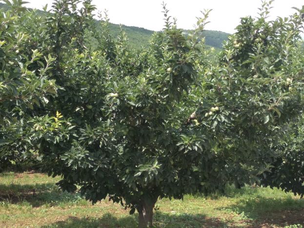 &Omicron;&delta;&eta;&gamma;ί&alpha; &psi;&epsilon;&kappa;&alpha;&sigma;&mu;&omicron;ύ &gamma;&iota;&alpha; &tau;&eta; &mu;&eta;&lambda;&iota;ά - &Kappa;&alpha;&rho;&pi;ό&kappa;&alpha;&psi;&alpha;, &Phi;&omicron;&upsilon;&zeta;&iota;&kappa;&lambda;ά&delta;&iota;&omicron;, &Omega;ί&delta;&iota;&omicron;