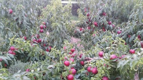 &Eta; &kappa;&alpha;&lambda;&lambda;&iota;έ&rho;&gamma;&epsilon;&iota;&alpha; &Rho;&omicron;&delta;ά&kappa;&iota;&nu;&omega;&nu; &amp; &Nu;&epsilon;&kappa;&tau;&alpha;&rho;&iota;&nu;&iota;ώ&nu; &sigma;&tau;&eta;&nu; ό&mu;&omicron;&rho;&phi;&eta; &Rho;ό&delta;&omicron; - &Pi;&omicron;&iota;&epsilon;&sigmaf; &pi;&omicron;&iota;&kappa;&iota;&lambda;ί&epsilon;&sigmaf; &kappa;&alpha;&lambda;&lambda;&iota;&epsilon;&rho;&gamma;&omicron;ύ&nu;&tau;&alpha;&iota; (&Phi;&omega;&tau;&omicron;&gamma;&rho;&alpha;&phi;&iota;&kappa;ό &upsilon;&lambda;&iota;&kappa;ό)