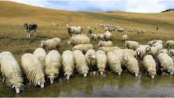 &Sigma;ύ&sigma;&kappa;&epsilon;&psi;&eta; &sigma;&tau;&eta; &Lambda;&alpha;&mu;ί&alpha; &gamma;&iota;&alpha; &tau;&eta;&nu; &epsilon;&upsilon;&lambda;&omicron;&gamma;&iota;ά &tau;&omega;&nu; &pi;&rho;&omicron;&beta;ά&tau;&omega;&nu;- &Lambda;&alpha;&mu;&beta;ά&nu;&omicron;&nu;&tau;&alpha;&iota; ό&lambda;&alpha; &tau;&alpha; &epsilon;&nu;&delta;&epsilon;&iota;&kappa;&nu;&upsilon;ό&mu;&epsilon;&nu;&alpha; &mu;έ&tau;&rho;&alpha; &alpha;&pi;ό &Upsilon;&Pi;&Alpha;&Alpha;&Tau; &kappa;&alpha;&iota; &Pi;&epsilon;&rho;&iota;&phi;έ&rho;&epsilon;&iota;&alpha;