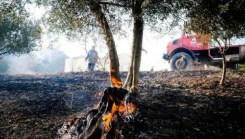 &Epsilon;&pi;&iota;&sigma;&tau;&rho;&alpha;&tau;&epsilon;ύ&omicron;&nu;&tau;&alpha;&iota; &kappa;&alpha;&tau;&sigma;ί&kappa;&epsilon;&sigmaf; &gamma;&iota;&alpha; &tau;&eta;&nu; &pi;&rho;ό&lambda;&eta;&psi;&eta; &tau;&omega;&nu; &delta;&alpha;&sigma;&iota;&kappa;ώ&nu; &pi;&upsilon;&rho;&kappa;&alpha;&gamma;&iota;ώ&nu; &sigma;&tau;&eta;&nu; &Pi;&omicron;&rho;&tau;&omicron;&gamma;&alpha;&lambda;ί&alpha;