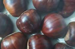 &Tau;&zeta;ά&kappa;&rho;&eta;: &laquo;&Zeta;&eta;&tau;ά &tau;&eta; &chi;&omicron;&rho;ή&gamma;&eta;&sigma;&eta; &epsilon;&nu;&iota;&sigma;&chi;ύ&sigma;&epsilon;&omega;&nu; deminimis &sigma;&tau;&omicron;&upsilon;&sigmaf; &kappa;&alpha;&sigma;&tau;&alpha;&nu;&omicron;&pi;&alpha;&rho;&alpha;&gamma;&omega;&gamma;&omicron;ύ&sigmaf; &lambda;ό&gamma;&omega; &alpha;&pi;ώ&lambda;&epsilon;&iota;&alpha;&sigmaf; &pi;&alpha;&rho;&alpha;&gamma;&omega;&gamma;ή&sigmaf; &alpha;&pi;ό &tau;&eta; &phi;&alpha;&iota;ά &sigma;ή&psi;&eta;&raquo;