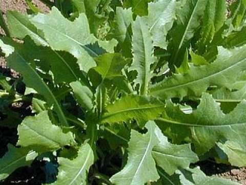 &Tau;&alpha; &omicron;&phi;έ&lambda;&eta; &pi;&omicron;&upsilon; έ&chi;&epsilon;&iota; &tau;&omicron; &alpha;&gamma;&rho;&iota;&omicron;&mu;ά&rho;&omicron;&upsilon;&lambda;&omicron; &gamma;&iota;&alpha; &tau;&eta;&nu; &upsilon;&gamma;&epsilon;ί&alpha; &mu;&alpha;&sigmaf;