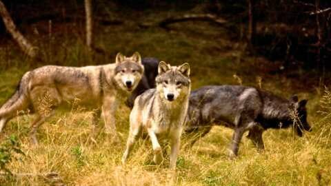 &Epsilon;&mu;&phi;ά&nu;&iota;&sigma;&eta; &alpha;&gamma;έ&lambda;&eta;&sigmaf; &lambda;ύ&kappa;&omega;&nu; &sigma;&tau;&eta; &Nu;έ&delta;&omicron;&upsilon;&sigma;&alpha; &Mu;&epsilon;&sigma;&sigma;&eta;&nu;ί&alpha;&sigmaf; ύ&sigma;&tau;&epsilon;&rho;&alpha; &alpha;&pi;ό 100 &chi;&rho;ό&nu;&iota;&alpha;