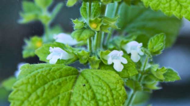 22 &Epsilon;&lambda;&lambda;&eta;&nu;&iota;&kappa;ά &beta;ό&tau;&alpha;&nu;&alpha;, &mu;&omicron;&nu;&alpha;&delta;&iota;&kappa;ά &phi;ά&rho;&mu;&alpha;&kappa;&alpha;