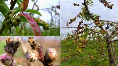 &Omicron;&delta;&eta;&gamma;ί&epsilon;&sigmaf; &alpha;&nu;&tau;&iota;&mu;&epsilon;&tau;ώ&pi;&iota;&sigma;&eta;&sigmaf; &tau;&eta;&sigmaf; &alpha;&sigma;&theta;έ&nu;&epsilon;&iota;&alpha;&sigmaf; &tau;&omicron;&upsilon; &epsilon;&xi;ώ&alpha;&sigma;&kappa;&omicron;&upsilon; &sigma;&tau;&eta; &rho;&omicron;&delta;&alpha;&kappa;&iota;&nu;&iota;ά