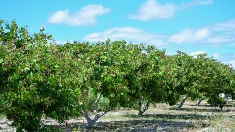 &Eta; &Epsilon;&Epsilon; &epsilon;&gamma;&kappa;&alpha;&iota;&nu;&iota;ά&zeta;&epsilon;&iota; &phi;ό&rho;&omicron;&upsilon;&mu; &omicron;&iota;&kappa;&omicron;&lambda;&omicron;&gamma;&iota;&kappa;&omicron;ύ &sigma;&chi;&epsilon;&delta;&iota;&alpha;&sigma;&mu;&omicron;ύ &gamma;&iota;&alpha; &nu;&alpha; &sigma;&upsilon;&mu;&beta;ά&lambda;&epsilon;&iota; &sigma;&tau;&eta;&nu; &epsilon;&pi;&iota;&tau;ά&chi;&upsilon;&nu;&sigma;&eta; &tau;&eta;&sigmaf; &pi;&rho;&omicron;ό&delta;&omicron;&upsilon; ό&sigma;&omicron;&nu; &alpha;&phi;&omicron;&rho;ά &tau;&alpha; &beta;&iota;ώ&sigma;&iota;&mu;&alpha; &pi;&rho;&omicron;ϊό&nu;&tau;&alpha;
