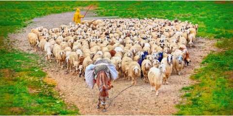 &Epsilon;&upsilon;&lambda;&omicron;&gamma;&iota;ά: &Omicron;&iota; &kappa;&tau;&eta;&nu;ί&alpha;&tau;&rho;&omicron;&iota; &zeta;&eta;&tau;&omicron;ύ&nu; &sigma;&upsilon;&nu;&tau;&omicron;&nu;&iota;&sigma;&mu;ό &delta;&rho;ά&sigma;&eta;&sigmaf; &kappa;&alpha;&iota; &alpha;&pi;&alpha;&iota;&tau;&omicron;ύ&nu; &epsilon;&iota;&delta;&iota;&kappa;ό &kappa;&alpha;&theta;&epsilon;&sigma;&tau;ώ&sigmaf; &gamma;&iota;&alpha; &tau;&eta;&nu; &alpha;&nu;&tau;&iota;&mu;&epsilon;&tau;ώ&pi;&iota;&sigma;&eta; &tau;&eta;&sigmaf;