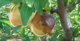 &Sigma;ή&psi;&eta; &kappa;&alpha;&rho;&pi;ώ&nu; &rho;&omicron;&delta;&iota;ά&sigmaf; &alpha;&pi;ό Botryosphaeria spp. (&Beta;ί&nu;&tau;&epsilon;&omicron;)