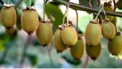 &Epsilon;&kappa;&pi;&lambda;&eta;&kappa;&tau;&iota;&kappa;ά &alpha;&pi;&omicron;&tau;&epsilon;&lambda;έ&sigma;&mu;&alpha;&tau;&alpha; &sigma;&epsilon; &pi;&omicron;&iota;&kappa;&iota;&lambda;ί&alpha; &kappa;ί&tau;&rho;&iota;&nu;&omega;&nu; &alpha;&kappa;&tau;&iota;&nu;&iota;&delta;&iota;ώ&nu; - &Pi;&omega;&sigmaf; &beta;&epsilon;&lambda;&tau;&iota;ώ&theta;&eta;&kappa;&alpha;&nu; &omicron;&iota; &kappa;&alpha;&rho;&pi;&omicron;ί (&Delta;&epsilon;&sigmaf; &tau;&omicron; &beta;ί&nu;&tau;&epsilon;&omicron;)