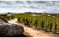 &Epsilon;&nu;ί&sigma;&chi;&upsilon;&sigma;&eta; &gamma;&iota;&alpha; &tau;&omicron; &kappa;ό&sigma;&tau;&omicron;&sigmaf; &pi;&alpha;&rho;&alpha;&gamma;&omega;&gamma;ή&sigmaf; &kappa;&alpha;&iota; ό&chi;&iota; &alpha;&pi;ό&sigma;&tau;&alpha;&xi;&eta; ή &epsilon;&kappa;&rho;ί&zeta;&omega;&sigma;&eta; &zeta;&eta;&tau;&omicron;ύ&nu; &omicron;&iota; Copa-Cogeca