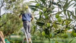 &Nu;&epsilon;&kappa;&rho;ό&sigmaf; 62&chi;&rho;&omicron;&nu;&omicron;&sigmaf; &sigma;&tau;&eta;&nu; &Theta;&epsilon;&sigma;&pi;&rho;&omega;&tau;ί&alpha; &ndash; &Epsilon;ί&chi;&epsilon; &pi;ά&epsilon;&iota; &sigma;&tau;&omicron;&nu; &epsilon;&lambda;&alpha;&iota;ώ&nu;&alpha; &tau;&omicron;&upsilon; &gamma;&iota;&alpha; &sigma;&upsilon;&gamma;&kappa;&omicron;&mu;&iota;&delta;ή &epsilon;&lambda;&iota;ώ&nu;