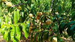 &Pi;&alpha;&rho;&alpha;&mu;&omicron;&rho;&phi;&omega;&tau;&iota;&kappa;ή &alpha;&sigma;&theta;έ&nu;&epsilon;&iota;&alpha; &rho;&omicron;&delta;ά&kappa;&iota;&nu;&omega;&nu;: Ά&mu;&epsilon;&sigma;&alpha; &mu;έ&tau;&rho;&alpha; &sigma;&tau;ή&rho;&iota;&xi;&eta;&sigmaf; &zeta;&eta;&tau;&omicron;ύ&nu; &omicron;&iota; &pi;&alpha;&rho;&alpha;&gamma;&omega;&gamma;&omicron;ί (&Beta;ί&nu;&tau;&epsilon;&omicron;) | &Eta;&Mu;&Alpha;&Theta;&Iota;&Omega;&Tau;&Iota;&Kappa;&Eta; &Gamma;&Eta;