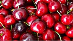 5&eta; &Gamma;&iota;&omicron;&rho;&tau;ή &Kappa;&epsilon;&rho;&alpha;&sigma;&iota;&omicron;ύ &sigma;&tau;&eta;&nu; &omicron;&rho;&epsilon;&iota;&nu;ή &Alpha;&gamma;&iota;ά&sigma;&omicron; &tau;&eta;&sigmaf; &Lambda;έ&sigma;&beta;&omicron;&upsilon;