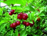 &Tau;&omicron; &tau;&rho;&omicron;&pi;&iota;&kappa;ό &kappa;&epsilon;&rho;ά&sigma;&iota; Acerola