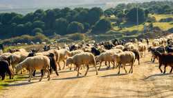 &Epsilon;&upsilon;&lambda;&omicron;&gamma;&iota;ά &tau;&omega;&nu; &alpha;&iota;&gamma;&omicron;&pi;&rho;&omicron;&beta;ά&tau;&omega;&nu;: &Epsilon;&iota;&delta;&iota;&kappa;ά &mu;έ&tau;&rho;&alpha; &delta;&iota;&alpha;&kappa;ί&nu;&eta;&sigma;&eta;&sigmaf; &kappa;&alpha;&iota; &beta;&iota;&omicron;&alpha;&sigma;&phi;ά&lambda;&epsilon;&iota;&alpha;&sigmaf; &alpha;&nu;&alpha;&kappa;&omicron;&iota;&nu;ώ&nu;&epsilon;&iota; &eta; &Delta;.&Alpha;.&Omicron;.&Kappa;. &Pi;.&Epsilon;. &Eta;&mu;&alpha;&theta;ί&alpha;&sigmaf;