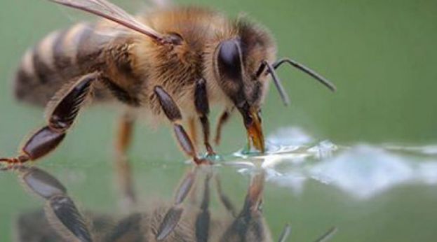 &Pi;ό&sigma;&omicron; &chi;&rho;ή&sigma;&iota;&mu;&omicron; &epsilon;ί&nu;&alpha;&iota; &tau;&omicron; &nu;&epsilon;&rho;ό &gamma;&iota;&alpha; &tau;&iota;&sigmaf; &mu;έ&lambda;&iota;&sigma;&sigma;&epsilon;&sigmaf;