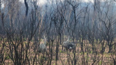 &Beta;&omicron;&lambda;&iota;&beta;ί&alpha;: &Tau;&omicron;&upsilon;&lambda;ά&chi;&iota;&sigma;&tau;&omicron;&nu; 2,3 &epsilon;&kappa;&alpha;&tau;. ά&gamma;&rho;&iota;&alpha; &zeta;ώ&alpha; &nu;&epsilon;&kappa;&rho;ά &alpha;&pi;ό &tau;&iota;&sigmaf; &pi;&upsilon;&rho;&kappa;&alpha;&gamma;&iota;έ&sigmaf;