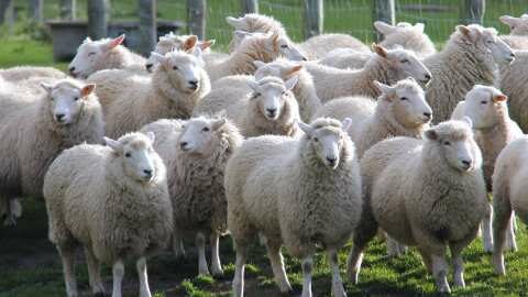 &Mu;&alpha;&gamma;&nu;&eta;&sigma;ί&alpha;: &Delta;ύ&omicron; &nu;έ&alpha; &kappa;&rho;&omicron;ύ&sigma;&mu;&alpha;&tau;&alpha; &epsilon;&upsilon;&lambda;&omicron;&gamma;&iota;ά&sigmaf; &sigma;&epsilon; &kappa;&tau;&eta;&nu;&omicron;&tau;&rho;&omicron;&phi;&iota;&kappa;έ&sigmaf; &mu;&omicron;&nu;ά&delta;&epsilon;&sigmaf; &tau;&eta;&sigmaf; &Epsilon;&upsilon;&xi;&epsilon;&iota;&nu;&omicron;ύ&pi;&omicron;&lambda;&eta;&sigmaf;