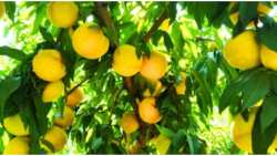 &Pi;&lambda;&epsilon;&omicron;&nu;&epsilon;&kappa;&tau;ή&mu;&alpha;&tau;&alpha; &kappa;&alpha;&iota; &omicron;&phi;έ&lambda;&eta; &Nu;&iota;&tau;&rho;&iota;&kappa;&omicron;ύ &Kappa;&alpha;&lambda;ί&omicron;&upsilon;