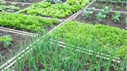 &Upsilon;&psi;&eta;&lambda;έ&sigmaf; &alpha;&pi;&omicron;&delta;ό&sigma;&epsilon;&iota;&sigmaf; &sigma;&tau;&omicron; &lambda;&alpha;&chi;&alpha;&nu;ό&kappa;&eta;&pi;&omicron; &sigma;&alpha;&sigmaf; - &Delta;&epsilon;ί&tau;&epsilon; &tau;&omicron;&upsilon;&sigmaf; &tau;&rho;ό&pi;&omicron;&upsilon;&sigmaf; &gamma;&iota;&alpha; &nu;&alpha; &tau;&omicron; &pi;&epsilon;&tau;ύ&chi;&epsilon;&tau;&epsilon;