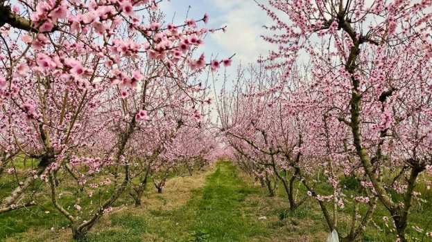 &Pi;&upsilon;&rho;&eta;&nu;ό&kappa;&alpha;&rho;&pi;&alpha;: &Pi;ώ&sigmaf; &omicron;&iota; &Beta;&iota;&omicron;&delta;&iota;&epsilon;&gamma;έ&rho;&tau;&epsilon;&sigmaf; &mu;&pi;&omicron;&rho;&omicron;ύ&nu; &nu;&alpha; &beta;&omicron;&eta;&theta;ή&sigma;&omicron;&upsilon;&nu; &sigma;&tau;&eta;&nu; &alpha;&kappa;&alpha;&rho;&pi;ί&alpha;