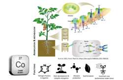 &Omicron; &rho;ό&lambda;&omicron;&sigmaf; &tau;&omicron;&upsilon; &Kappa;&omicron;&beta;&alpha;&lambda;&tau;ί&omicron;&upsilon; (Co) &sigma;&tau;&eta; &phi;&upsilon;&sigma;&iota;&omicron;&lambda;&omicron;&gamma;ί&alpha; &tau;&omega;&nu; &phi;&upsilon;&tau;ώ&nu; &kappa;&alpha;&iota; &tau;&alpha; &omicron;&phi;έ&lambda;&eta; &alpha;&pi;ό &tau;&eta;&nu; &pi;&rho;&omicron;&sigma;&theta;ή&kappa;&eta; &tau;&omicron;&upsilon;