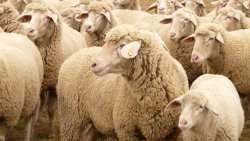 &Pi;&alpha;&nu;ώ&lambda;&eta; &mu;&iota;&kappa;&rho;ώ&nu; &mu;&eta;&rho;&upsilon;&kappa;&alpha;&sigma;&tau;&iota;&kappa;ώ&nu;: &Pi;&epsilon;&rho;&alpha;&iota;&tau;έ&rho;&omega; &epsilon;&lambda;&alpha;&phi;&rho;ύ&nu;&sigma;&epsilon;&iota;&sigmaf; &sigma;&tau;&alpha; &mu;έ&tau;&rho;&alpha; &gamma;&iota;&alpha; &mu;&epsilon;&tau;&alpha;&kappa;&iota;&nu;ή&sigma;&epsilon;&iota;&sigmaf; &zeta;ώ&nu;&tau;&omega;&nu; &zeta;ώ&omega;&nu;