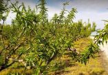 &Pi;&alpha;&gamma;&epsilon;&tau;ό&sigmaf; - &Theta;. &Tau;&zeta;ά&kappa;&rho;&eta; : &Kappa;&alpha;&mu;&iota;ά &delta;έ&sigma;&mu;&epsilon;&upsilon;&sigma;&eta; &alpha;&pi;ό &tau;&omicron; &Upsilon;&Pi;&Alpha;&Alpha; &gamma;&iota;&alpha; &pi;&rho;&omicron;&kappa;&alpha;&tau;&alpha;&beta;&omicron;&lambda;έ&sigmaf;, &tau;&omicron;&nu; &chi;&rho;ό&nu;&omicron; &kappa;&alpha;&iota; &tau;&omicron; ύ&psi;&omicron;&sigmaf; &tau;&omega;&nu; &alpha;&pi;&omicron;&zeta;&eta;&mu;&iota;ώ&sigma;&epsilon;&omega;&nu;