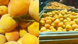 &Sigma;&upsilon;&mu;&pi;ύ&rho;&eta;&nu;&omicron; &rho;&omicron;&delta;ά&kappa;&iota;&nu;&omicron; "ώ&rho;&alpha; &mu;&eta;&delta;έ&nu;" - &Tau;&iota; &epsilon;&iota;&pi;ώ&theta;&eta;&kappa;&epsilon; &sigma;&tau;&eta; &sigma;ύ&sigma;&kappa;&epsilon;&psi;&eta; &mu;&epsilon;&tau;&alpha;&xi;ύ &Epsilon;&Kappa;&Epsilon; &kappa;&alpha;&iota; &sigma;&upsilon;&nu;&epsilon;&tau;&alpha;&iota;&rho;&iota;&sigma;&tau;ώ&nu;