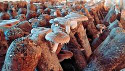 &Pi;&alpha;&rho;&alpha;&gamma;&omega;&gamma;ή &chi;&alpha;&rho;&tau;&iota;&omicron;ύ: &Kappa;&alpha;&lambda;&lambda;&iota;έ&rho;&gamma;&epsilon;&iota;&epsilon;&sigmaf; &mu;&alpha;&nu;&iota;&tau;&alpha;&rho;&iota;ώ&nu; &alpha;&pi;ό &omicron;&rho;&gamma;&alpha;&nu;&iota;&kappa;ά &alpha;&pi;&omicron;&rho;&rho;ί&mu;&alpha;&tau;&alpha; &pi;ό&lambda;&epsilon;&omega;&nu; &alpha;&nu;&tau;&iota;&kappa;&alpha;&theta;&iota;&sigma;&tau;&omicron;ύ&nu; &tau;&alpha; &delta;έ&nu;&tau;&rho;&alpha;