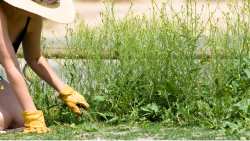 &Epsilon;&nu;&alpha;&lambda;&lambda;&alpha;&kappa;&tau;&iota;&kappa;&omicron;ί &tau;&rho;ό&pi;&omicron;&iota; &alpha;&nu;&tau;&iota;&mu;&epsilon;&tau;ώ&pi;&iota;&sigma;&eta;&sigmaf; &zeta;&iota;&zeta;&alpha;&nu;ί&omega;&nu; &chi;&omega;&rho;ί&sigmaf; &tau;&eta; &chi;&rho;ή&sigma;&eta; &zeta;&iota;&zeta;&alpha;&nu;&iota;&omicron;&kappa;&tau;ό&nu;&omega;&nu;