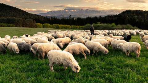 &Upsilon;&phi;&Alpha;&Alpha;&Tau;, &Mu;. &Lambda;&alpha;&zeta;&alpha;&rho;ί&delta;&eta;&sigmaf;: &Tau;&omicron; &Pi;&Alpha;&Sigma;&Omicron;&Kappa; &kappa;&alpha;&tau;&alpha;&psi;ή&phi;&iota;&sigma;&epsilon; &tau;&eta; &sigma;&tau;ή&rho;&iota;&xi;&eta; &tau;&omega;&nu; &kappa;&tau;&eta;&nu;&omicron;&tau;&rho;ό&phi;&omega;&nu; &pi;&omicron;&upsilon; &pi;&lambda;ή&tau;&tau;&omicron;&nu;&tau;&alpha;&iota; &alpha;&pi;ό &tau;&omicron;&nu; &alpha;&phi;&theta;ώ&delta;&eta; &pi;&upsilon;&rho;&epsilon;&tau;ό