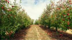 &Gamma;&epsilon;&omega;&rho;&gamma;&iota;&kappa;έ&sigmaf; &pi;&rho;&omicron;&epsilon;&iota;&delta;&omicron;&pi;&omicron;&iota;ή&sigma;&epsilon;&iota;&sigmaf; &gamma;&iota;&alpha; &tau;&eta; &Mu;&eta;&lambda;&iota;ά