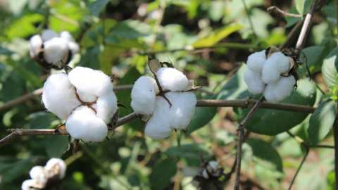 &Sigma;&upsilon;&nu;&epsilon;&rho;&gamma;&alpha;&sigma;ί&alpha; &Upsilon;&Pi;&Alpha;&Alpha;&Tau; &ndash; &Delta;&Omicron;&Beta; &mu;&epsilon; &sigma;&tau;ό&chi;&omicron; &tau;&eta; &mu;έ&gamma;&iota;&sigma;&tau;&eta; &delta;&upsilon;&nu;&alpha;&tau;ή &alpha;&pi;&omicron;&tau;&epsilon;&lambda;&epsilon;&sigma;&mu;&alpha;&tau;&iota;&kappa;ό&tau;&eta;&tau;&alpha; &sigma;&tau;&eta;&nu; &pi;&alpha;&rho;έ&mu;&beta;&alpha;&sigma;&eta; &tau;&omicron;&upsilon; &Sigma;&Sigma; &Kappa;&Alpha;&Pi; &gamma;&iota;&alpha; &tau;&eta; &mu;&epsilon;ί&omega;&sigma;&eta; &tau;&omicron;&upsilon; &alpha;&pi;&omicron;&tau;&upsilon;&pi;ώ&mu;&alpha;&tau;&omicron;&sigmaf; ά&nu;&theta;&rho;&alpha;&kappa;&alpha;