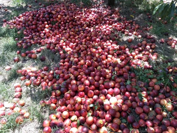 &Sigma;ύ&sigma;&kappa;&epsilon;&psi;&eta; &sigma;&tau;&omicron; &Upsilon;&Pi;&Alpha;&Alpha;&Tau; &gamma;&iota;&alpha; &tau;&eta; &ldquo;&mu;&alpha;ύ&rho;&eta;&rdquo; &delta;&iota;&alpha;&kappa;ί&nu;&eta;&sigma;&eta; &alpha;&gamma;&rho;&omicron;&tau;&iota;&kappa;ώ&nu; &pi;&rho;&omicron;ϊό&nu;&tau;&omega;&nu;, &tau;&eta; &phi;&omicron;&rho;&omicron;&lambda;ό&gamma;&eta;&sigma;&eta; &tau;&omega;&nu; &alpha;&gamma;&rho;&omicron;&tau;ώ&nu; &kappa;&alpha;&iota; &tau;&iota;&sigmaf; &alpha;&pi;&omicron;&zeta;&eta;&mu;&iota;ώ&sigma;&epsilon;&iota;&sigmaf; &gamma;&iota;&alpha; &tau;&iota;&sigmaf; &zeta;&eta;&mu;&iota;έ&sigmaf; &alpha;&pi;ό &tau;&iota;&sigmaf; &phi;&epsilon;&tau;&iota;&nu;έ&sigmaf; &beta;&rho;&omicron;&chi;&omicron;&pi;&tau;ώ&sigma;&epsilon;&iota;&sigmaf;.
