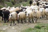 &Sigma;ύ&lambda;&lambda;&eta;&psi;&eta; &delta;ύ&omicron; &alpha;&tau;ό&mu;&omega;&nu; &gamma;&iota;&alpha; &zeta;&omega;&omicron;&kappa;&lambda;&omicron;&pi;ή