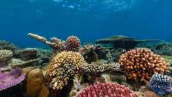 &Eta; &upsilon;&pi;&epsilon;&rho;&theta;έ&rho;&mu;&alpha;&nu;&sigma;&eta; &tau;&omega;&nu; &omega;&kappa;&epsilon;&alpha;&nu;ώ&nu; &alpha;&pi;&epsilon;&iota;&lambda;&epsilon;ί &tau;&alpha; &kappa;&omicron;&rho;ά&lambda;&lambda;&iota;&alpha;