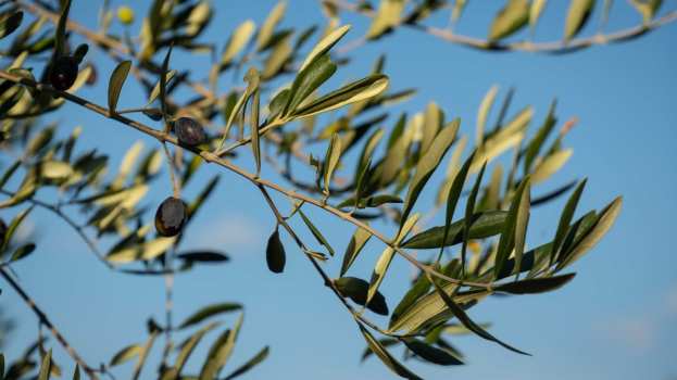 &Epsilon;&lambda;&iota;ά: &Tau;&iota; &epsilon;ί&nu;&alpha;&iota; &eta; &sigma;&chi;&iota;&nu;&omicron;&kappa;&alpha;&rho;&pi;ί&alpha; &kappa;&alpha;&iota; &pi;ώ&sigmaf; &nu;&alpha; &tau;&eta;&nu; &alpha;&pi;&omicron;&phi;ύ&gamma;&epsilon;&tau;&epsilon;