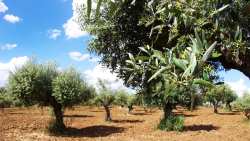 &Epsilon;&lambda;&iota;ά: &Omicron;&delta;&eta;&gamma;ί&epsilon;&sigmaf; &psi;&epsilon;&kappa;&alpha;&sigma;&mu;&omicron;ύ &gamma;&iota;&alpha; &tau;&eta;&nu; &alpha;&nu;&tau;&iota;&mu;&epsilon;&tau;ώ&pi;&iota;&sigma;&eta; &epsilon;&nu;&tau;ό&mu;&omega;&nu;