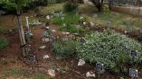 &Iota;&pi;&pi;&omicron;&kappa;&rho;ά&tau;&epsilon;&iota;&omicron;&sigmaf; &Beta;&omicron;&tau;&alpha;&nu;&iota;&kappa;ό&sigmaf; &Kappa;ή&pi;&omicron;&sigmaf; &sigma;&tau;&omicron; &Pi;&alpha;&nu;&epsilon;&pi;&iota;&sigma;&tau;ή&mu;&iota;&omicron; &Iota;&omega;&alpha;&nu;&nu;ί&nu;&omega;&nu;
