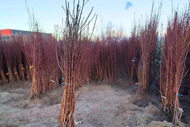 &Delta;&epsilon;&nu;&delta;&rho;ύ&lambda;&lambda;&iota;&alpha; &Rho;&omicron;&delta;&alpha;&kappa;&iota;&nu;&iota;ά&sigmaf; &sigma;&epsilon; Puebla de Soto! &Upsilon;&pi;&omicron;&kappa;&epsilon;ί&mu;&epsilon;&nu;&omicron; &mu;&epsilon; &Alpha;&nu;&theta;&epsilon;&kappa;&tau;&iota;&kappa;ό&tau;&eta;&tau;&alpha; &kappa;&alpha;&iota; &Alpha;&pi;ό&delta;&omicron;&sigma;&eta; (2026)