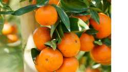 &Phi;&upsilon;&tau;&omicron;&pi;&rho;&omicron;&sigma;&tau;&alpha;&sigma;ί&alpha; &sigma;&tau;&alpha; &Epsilon;&sigma;&pi;&epsilon;&rho;&iota;&delta;&omicron;&epsilon;&iota;&delta;ή