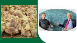 &Mu;&omicron;&nu;&alpha;&delta;&iota;&kappa;ή &pi;&alpha;&tau;έ&nu;&tau;&alpha; &sigma;&tau;&omicron;&nu; &kappa;ό&sigma;&mu;&omicron; &alpha;&upsilon;&xi;ά&nu;&epsilon;&iota; &tau;&eta;&nu; &eta;&mu;&epsilon;&rho;ή&sigma;&iota;&alpha; &pi;&alpha;&rho;&alpha;&gamma;&omega;&gamma;ή &kappa;&rho;έ&alpha;&tau;&omicron;&sigmaf; - &Theta;&alpha; &pi;&alpha;&rho;&omicron;&upsilon;&sigma;&iota;&alpha;&sigma;&tau;&epsilon;ί &sigma;&tau;&eta; Zootechnia (&Beta;ί&nu;&tau;&epsilon;&omicron;)