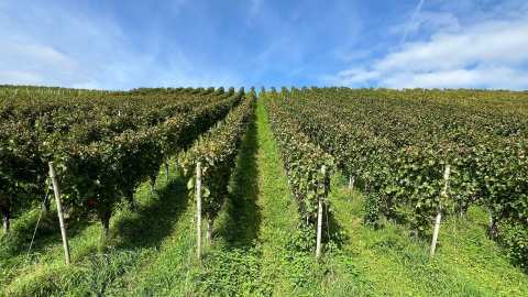 &Kappa;&Epsilon;&Omicron;&Sigma;&Omicron;&Epsilon;: &laquo;&Delta;&epsilon;&nu; &theta;&alpha; &beta;ά&lambda;&epsilon;&iota; &tau;έ&lambda;&omicron;&sigmaf; &sigma;&tau;&eta;&nu; &kappa;&rho;ί&sigma;&eta; &tau;&omicron;&upsilon; &omicron;ί&nu;&omicron;&upsilon;, &alpha;&lambda;&lambda;ά &theta;&alpha; &tau;&eta; &mu;&epsilon;&tau;&rho;&iota;ά&sigma;&epsilon;&iota; &lambda;ί&gamma;&omicron;&raquo;: &Eta; &Epsilon;&upsilon;&rho;ώ&pi;&eta; &kappa;&iota;&nu;&eta;&tau;&omicron;&pi;&omicron;&iota;&epsilon;ί&tau;&alpha;&iota; &gamma;&iota;&alpha; &tau;&omicron;&upsilon;&sigmaf; &alpha;&mu;&pi;&epsilon;&lambda;ώ&nu;&epsilon;&sigmaf; &tau;&eta;&sigmaf;, &chi;&omega;&rho;ί&sigmaf; &nu;&alpha; &pi;&iota;&sigma;&tau;&epsilon;ύ&epsilon;&iota; &sigma;&epsilon; &theta;&alpha;ύ&mu;&alpha;&tau;&alpha;