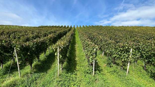 &Kappa;&Epsilon;&Omicron;&Sigma;&Omicron;&Epsilon;: &laquo;&Delta;&epsilon;&nu; &theta;&alpha; &beta;ά&lambda;&epsilon;&iota; &tau;έ&lambda;&omicron;&sigmaf; &sigma;&tau;&eta;&nu; &kappa;&rho;ί&sigma;&eta; &tau;&omicron;&upsilon; &omicron;ί&nu;&omicron;&upsilon;, &alpha;&lambda;&lambda;ά &theta;&alpha; &tau;&eta; &mu;&epsilon;&tau;&rho;&iota;ά&sigma;&epsilon;&iota; &lambda;ί&gamma;&omicron;&raquo;: &Eta; &Epsilon;&upsilon;&rho;ώ&pi;&eta; &kappa;&iota;&nu;&eta;&tau;&omicron;&pi;&omicron;&iota;&epsilon;ί&tau;&alpha;&iota; &gamma;&iota;&alpha; &tau;&omicron;&upsilon;&sigmaf; &alpha;&mu;&pi;&epsilon;&lambda;ώ&nu;&epsilon;&sigmaf; &tau;&eta;&sigmaf;, &chi;&omega;&rho;ί&sigmaf; &nu;&alpha; &pi;&iota;&sigma;&tau;&epsilon;ύ&epsilon;&iota; &sigma;&epsilon; &theta;&alpha;ύ&mu;&alpha;&tau;&alpha;