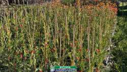 &Delta;&epsilon;&sigmaf; &pi;&omega;&sigmaf; &nu;&alpha; &kappa;ά&nu;&epsilon;&iota;&sigmaf; &pi;&epsilon;&rho;ί&phi;&rho;&alpha;&xi;&eta; &alpha;&pi;ό &phi;&upsilon;&tau;ά &epsilon;ύ&kappa;&omicron;&lambda;&alpha; &kappa;&alpha;&iota; &gamma;&rho;ή&gamma;&omicron;&rho;&alpha;!