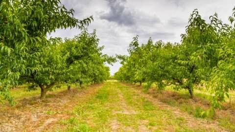 &Delta;&epsilon;&nu;&delta;&rho;ώ&delta;&epsilon;&iota;&sigmaf; &kappa;&alpha;&lambda;&lambda;&iota;έ&rho;&gamma;&epsilon;&iota;&epsilon;&sigmaf;: &Mu;έ&theta;&omicron;&delta;&omicron;&iota; &kappa;&alpha;&iota; &nu;έ&epsilon;&sigmaf; &delta;&upsilon;&nu;&alpha;&tau;ό&tau;&eta;&tau;&epsilon;&sigmaf; &delta;&upsilon;&sigma;&epsilon;&xi;ό&nu;&tau;&omega;&tau;&omega;&nu; &zeta;&iota;&zeta;&alpha;&nu;ί&omega;&nu;