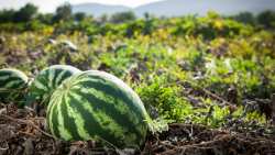 &Kappa;&alpha;&lambda;&lambda;&iota;έ&rho;&gamma;&epsilon;&iota;&alpha; &kappa;&alpha;&rho;&pi;&omicron;&upsilon;&zeta;&iota;&omicron;ύ - &Sigma;&upsilon;&mu;&beta;&omicron;&upsilon;&lambda;έ&sigmaf; &gamma;&iota;&alpha; &kappa;&alpha;&lambda;ή &pi;&alpha;&rho;&alpha;&gamma;&omega;&gamma;ή